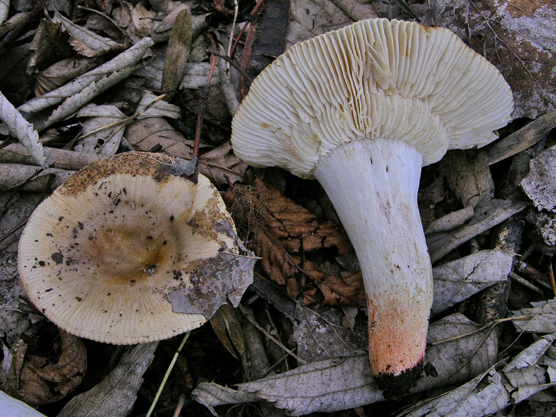 Russula insignis e Russula praetervisa a confronto.